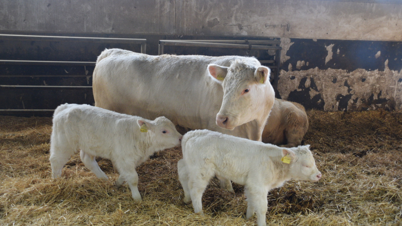 Charolais Mutterkuh, Betrieb Doetsch