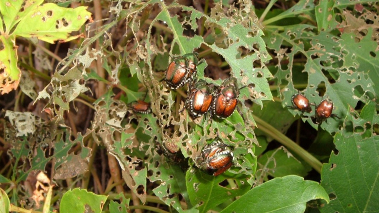 Japankäfer auf abgefressenen Blättern.
