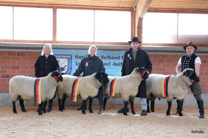 Erfolgreichste 31. Schwarzkopf- und 29. Suffolk-Elite aller Zeiten in Alsfeld – ALLE Böcke zu Höchstpreisen verkauft