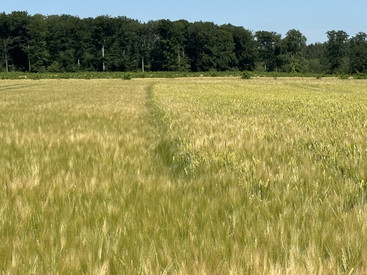 Herbstaussaat mit Sommergerste bietet Chancen - und Risiken