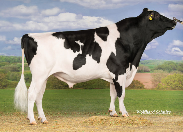 Bullenempfehlung Herbst 2025