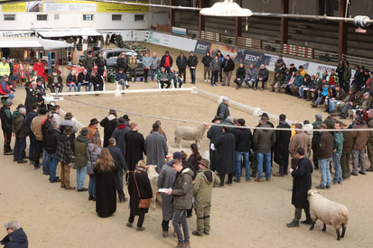 Gemeinsame Bockauktion in Neuwied-Oberbieber