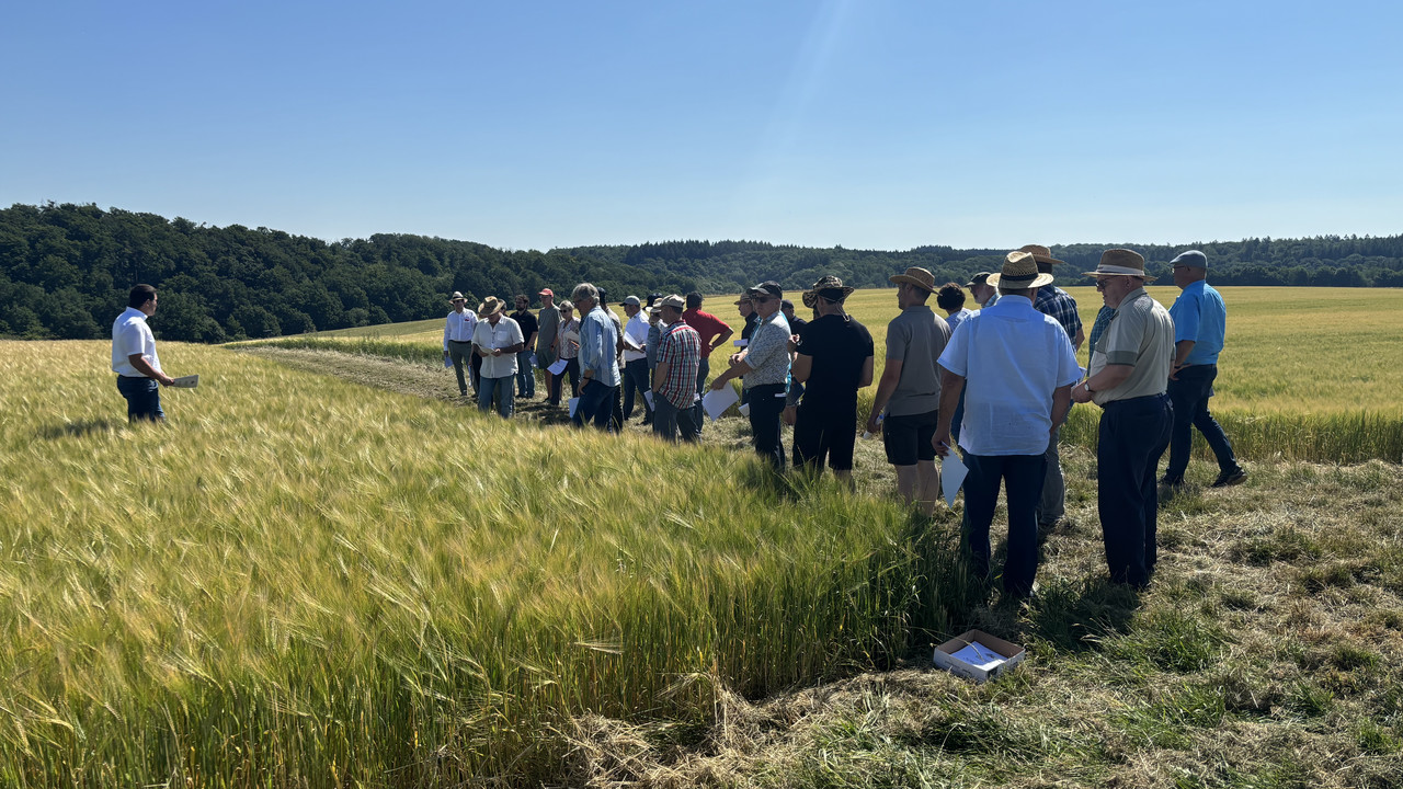 Menschen in einem Braugerstenfeld.