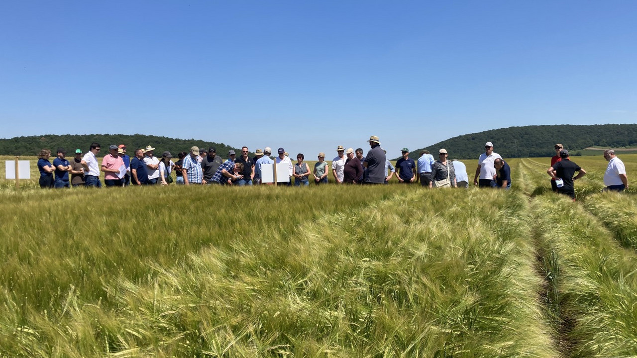Feld mit Braugerste und Menschen im Hintergrund