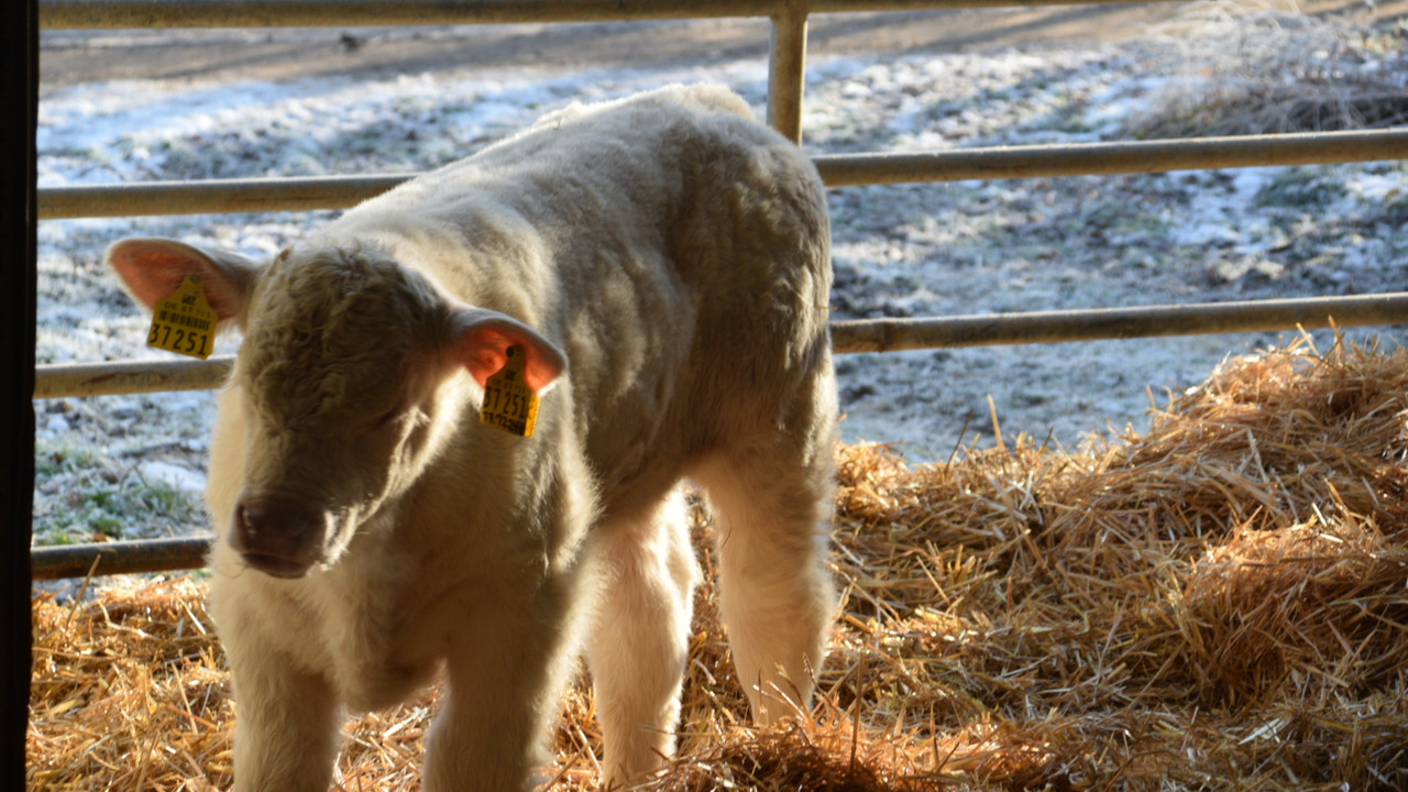 Kalb im Betrieb Doetsch.