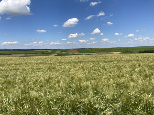 Lexy, Amidala und LG Caruso für den Anbau 2026 in RLP empfohlen