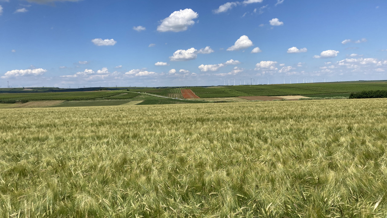 Feld mit Braugerste.