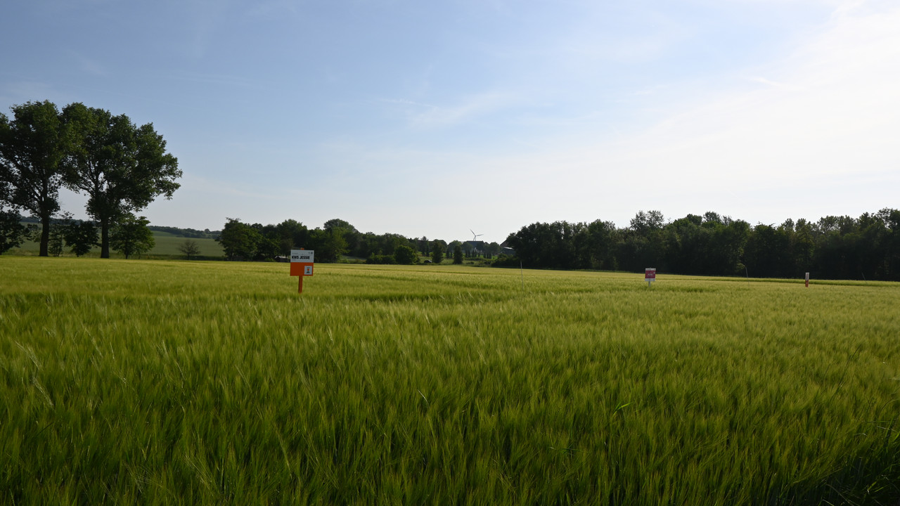 Feld mit Braugerste