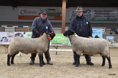 Gemeinsame Fleischschafauktion mit Hessen, Rheinland-Pfalz und Saarland in Neuwied-Oberbieber (RP) – der Tag der Schwarzköpfe 