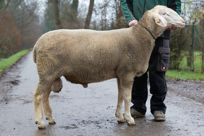 Merinolandschafelite 5./6. Februar 2026