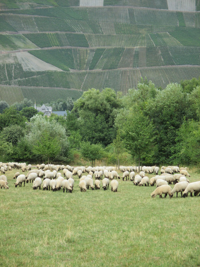 Schafe auf Weide in Bernkastel-Wellen