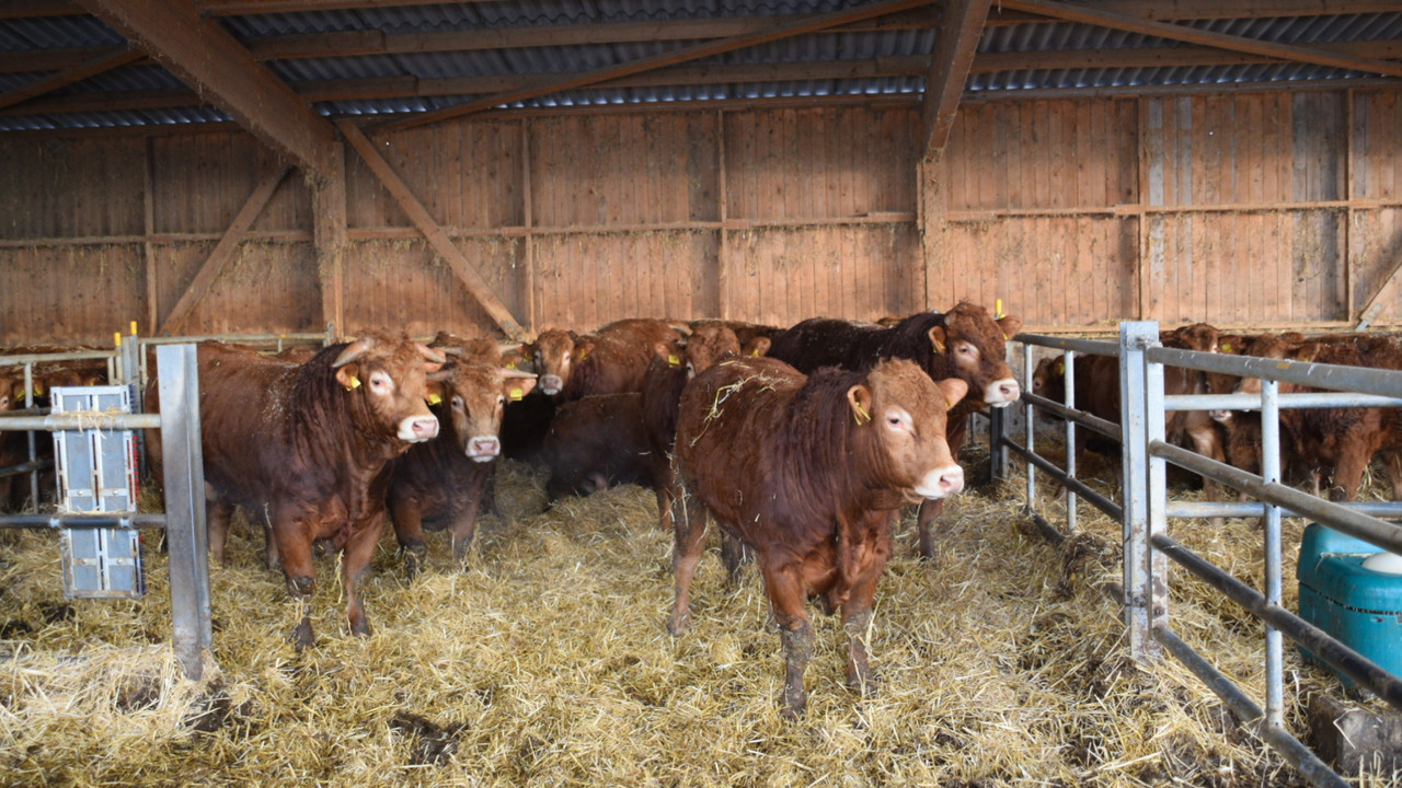 Bullengruppe im Betrieb Delord.